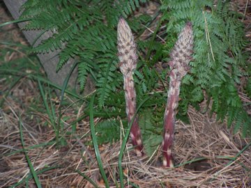 Orobanche rapum-genistae